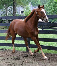 Shenandoah King - June 2, 2005