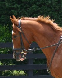 Chestnut Thoroughbred horse for sale at Bits & Bytes Farm - Shenandoah King.