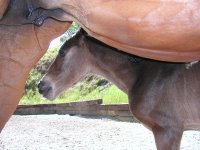 Sandra's Squan and Westmark - May 12, 2005