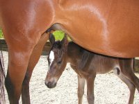 Sandra's Squan and Westmark - May 12, 2005