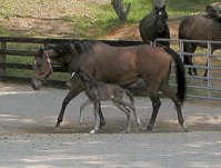 Westmark (Wyatt) and mom testing out his long legs.
