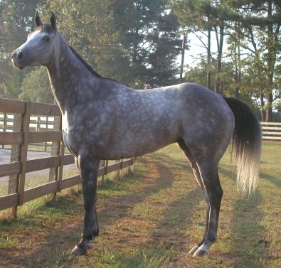 Horses for sale -  Grey gelding