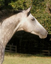 Thoroughbreds for sale at Bits & Bytes Farm