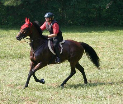 Bay Thoroughbred horse for sale at Bits & Bytes Farm - Snowdance Kid.