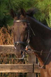 Thoroughbred Horse for sale - So Romeo
