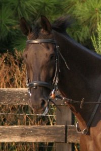 So Romeo is a bay Thoroughbred horse for sale.
