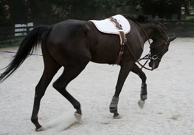 So Romeo builds his topline back again.