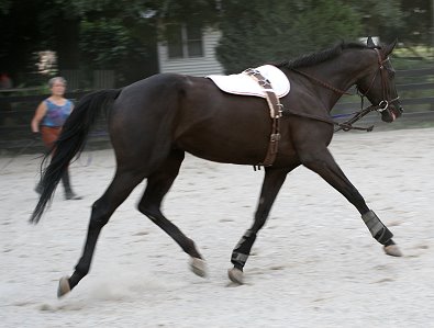 So Romeo gets a lunge lesson from Vera Vogt.