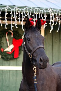 So Romeo was a Prospect Horse for Sale turned boarder when he was purchased by "Friend of Bits & Bytes Farm" Niki Rawls.