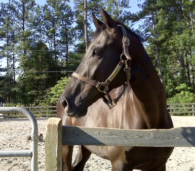 So Romeo has returned home with his mom Niki to Bits & Bytes Farm. June 19, 2008