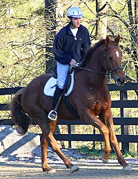 Straw Boy - Thoroughbred horse for sale at Bits & Bytes Farm