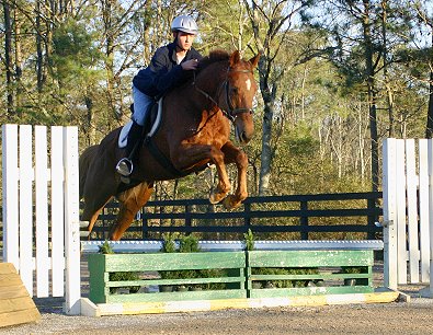 Straw Boy - Thoroughbred horse for sale at Bits & Bytes Farm