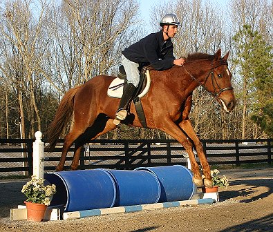 Straw Boy - Thoroughbred horse for sale at Bits & Bytes Farm