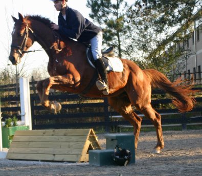 Straw Boy - Thoroughbred horse for sale at Bits & Bytes Farm