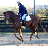 Straw Boy - Thoroughbred horse for sale at Bits & Bytes Farm