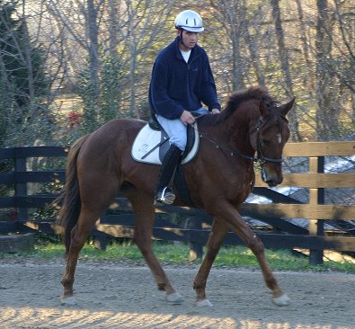Straw Boy - Thoroughbred horse for sale at Bits & Bytes Farm