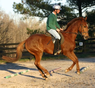 Straw Boy - Thoroughbred horse for sale at Bits & Bytes Farm