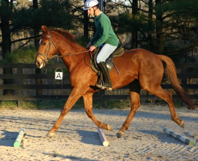 Straw Boy - Thoroughbred horse for sale at Bits & Bytes Farm
