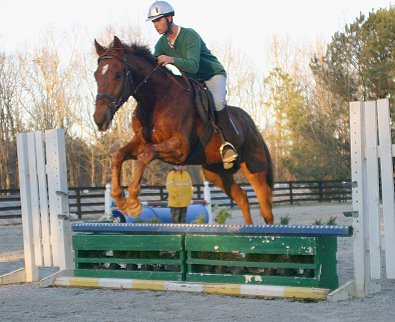 Straw Boy - Thoroughbred horse for sale at Bits & Bytes Farm
