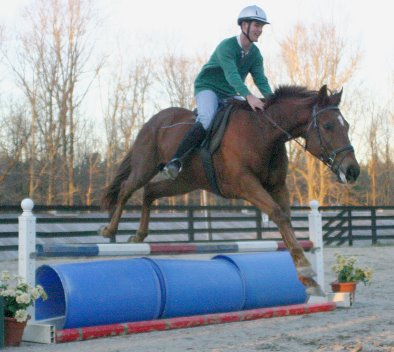 Straw Boy - Thoroughbred horse for sale at Bits & Bytes Farm