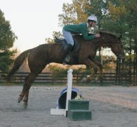 Straw Boy - Thoroughbred horse for sale at Bits & Bytes Farm