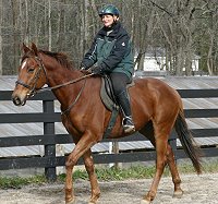 Straw Boy - Thoroughbred horse for sale at Bits & Bytes Farm