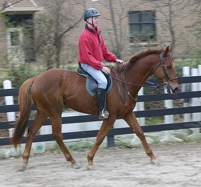 Straw Boy - Thoroughbred horse for sale at Bits & Bytes Farm