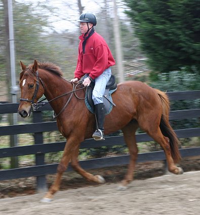 Straw Boy - Thorouhbred horses for sale at Bits & Bytes Farm.