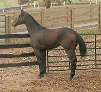 Thoroughbred Horse for sale - Swell Bell