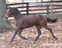 Thoroughbreds for Sale at Bits & Bytes Farm