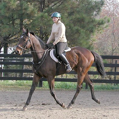 Horses for Sale at Bits & Bytes Farm
