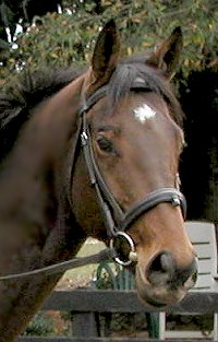 New horse for sale at Bits & Bytes Farm