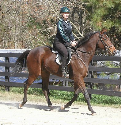 Horses for Sale at Bits & Bytes Farm