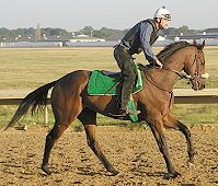 From race horse to sport horse - Swell Bell at the track in 2002 and at the fox hunt in 2004!