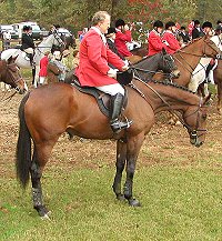 Swell Bell at the fox hunt.