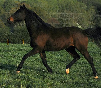 Te Conquistar - April 2007