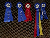 Ribbons won by Mactavish at the Ticket to Ride Horse Show.