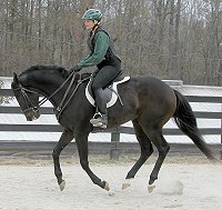 Te Conquistar - Thoroughbred for sale at Bits & Bytes Farm