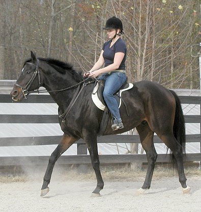 Te Conquistar - Thoroughbred for sale at Bits & Bytes Farm