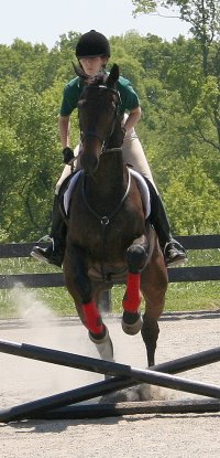 Two Thumbs Up and Marie had a clean round  in their stadium jumping phase.