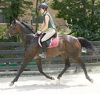 Two Thumbs Up showing his dressage potential.