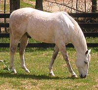 Our newest boarder Tiger