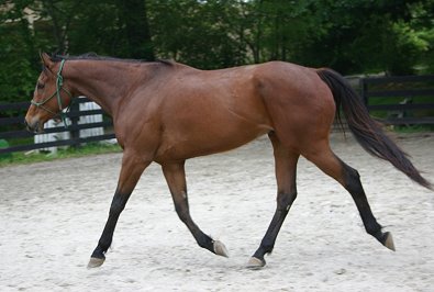 17 Hand horse for sale