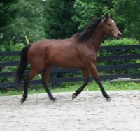 Tuck's St. Aly is an Alydar grandson.