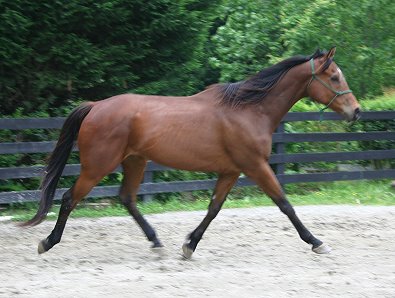 Tuck's St. Aly is an unraced Thoroughbred gelding for sale at Bits & Bytes Farm.