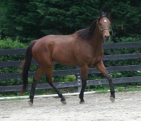 Tuck's St. Aly is an Alydar grandson.