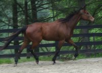 Tuck's St. Aly is an Alydar grandson.