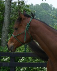 Tuck's St. Aly is an unraced Thoroughbred gelding for sale at Bits & Bytes Farm.