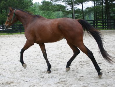 Bay Thoroughbred horse for sale.