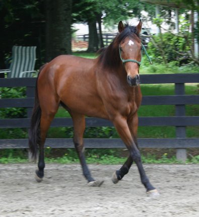 Dressage prospect
